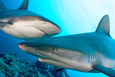 Micronesia, Yap, Two Gray reef sharks (Carcharhinus amblyrhynchos) in turquoise ocean water.