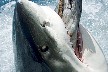 Mexico, Guadalupe Island, Great White Shark (Carcharodon carcharias) biting down on bait above ocean surface.