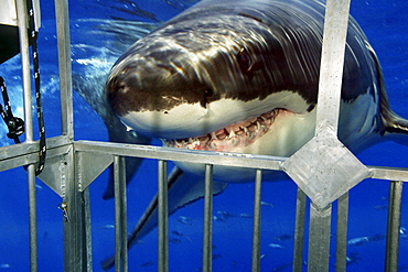 Mexico, Guadalupe Island, Great white Shark (Carcharodon carcharias) facing steel cage.