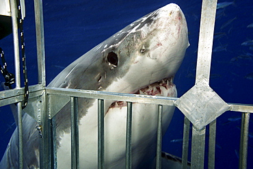 Mexico, Guadalupe Island, Great White Shark (Carcharodon carcharias) near safety steel cage.