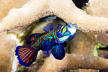 Micronesia, Yap, Two Mandarinfish (Synchiropus splendidus) performing mating dance.