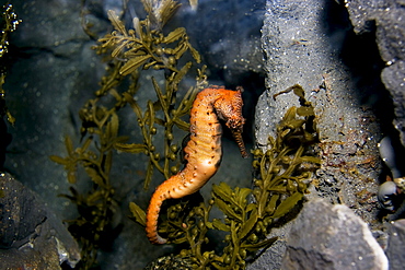 Australia, West Australian Seahorse (Hippocampus elongatus)