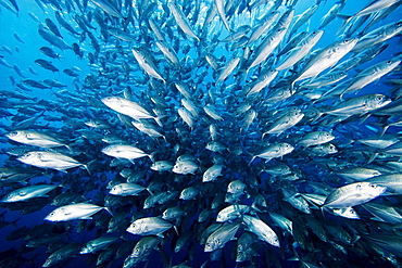 Malaysia, Schooling Bigeye Jack fish (Caranx sexfasciatus).