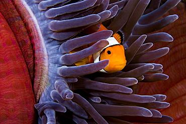 Indonesia, Clown Anemonefish (Amphiprion percula) hiding in anemone.