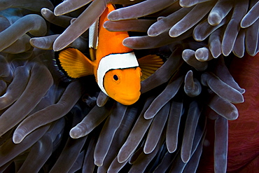 Indonesia, Clown Anemonefish (Amphiprion percula) hiding in anemone.