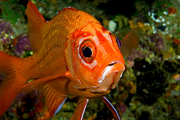 Hawaii, Tahitian Squirrelfish (Sargocentron tiere), Close-up of face.