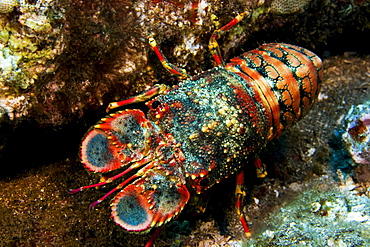 Hawaii, Regal Slipper lobster (arctides regalis) hiding in reef.