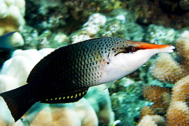 Hawaii, Bird wrasse (gomphosus varius).