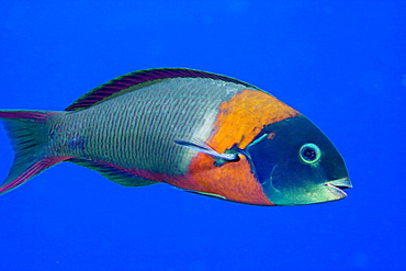 Hawaii, Saddle wrasse (Thalassoma duperrey), Colorful fish in the open water.