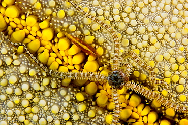 Hawaii, Commensal Shrimp (periclemenes soror) and Reticulated Brittle Star (ophiocoma brevipes) on Cushion Starfish (culcita novaeguineae).