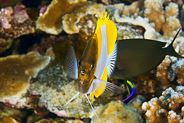 Hawaii, Pyramid Butterflyfish (hemitaurichthys polylepis) above coral.