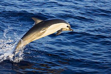 Mexico coast, Common dolphin (delphinus delphis) jumping from deep blue sea.