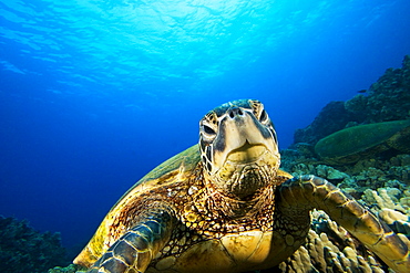 Hawaii, Green sea turtle (Chelonia mydas) above coral reef.