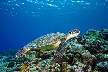 Micronesia, Yap, Green sea turtle (Chelonia mydas) over coral reef.