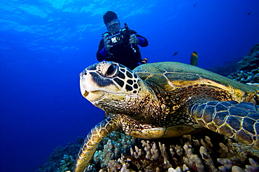 Hawaii, Green sea turtle (Chelonia mydas) on coral reef, Scuba diver nearby.