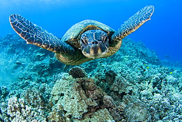 Hawaii, Green sea turtle (Chelonia mydas) gliding through the water.