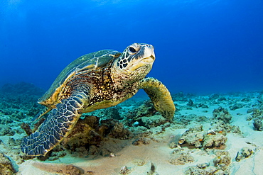 Hawaii, Green sea turtle (Chelonia mydas) on ocean floor, Endangered species.