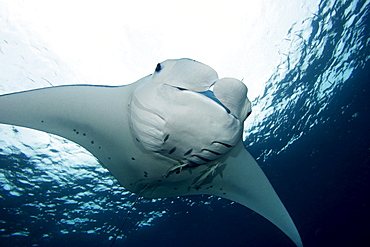 Micronesia, Palau, Manta ray (manta birostris) near ocean surface.