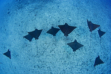 Hawaii, Oahu, Spotted eagle rays (aetobatus narinari), View from above.