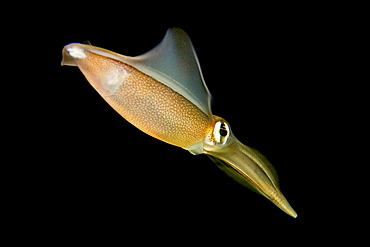 Australia, Southern squid (sepioteuthis australis).