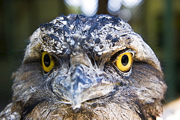 Australia, Tawny frogmouth (podargus strigoides), Close-up of face.