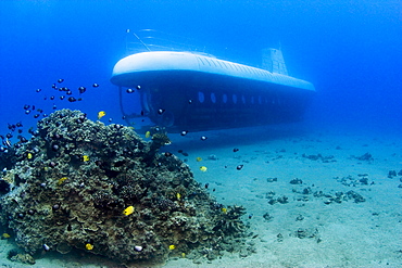 Hawaii, Maui, Atlantis Submarine passes small coral bed with sea life.