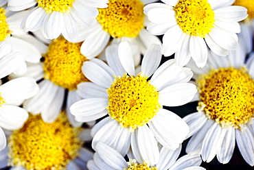 Summer Daisies (Anthemis punctata), Cluster of white blossoms, View from above.