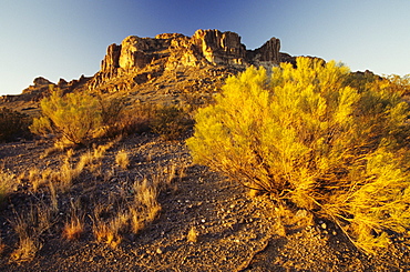 New Mexico, Rocky plateau and desert plant in afternoon sunlight.