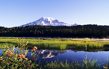 Washington, Mount Rainier National Park, Landscape of Mount Rainier and Reflection Lake, Mountain spiraea in foreground.