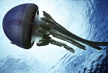 Papua New Guinea, jellyfish with blue sky background.