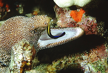 Hawaii, white-mouth moray eel with cleaner wrasse in mouth.