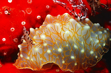 Hawaii, gold-lace nudibranch, with red sponge.