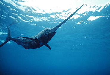 California, Underwater shot of Pacific marlin, Sun shining through ocean surface.