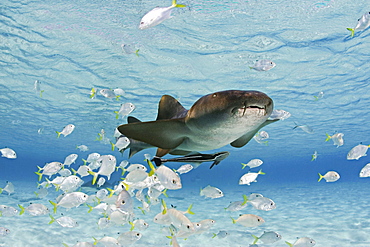 Bahamas, This nurse shark  (Ginglymostoma cirratum) is pictured with a school of juvinile jacks and remora.