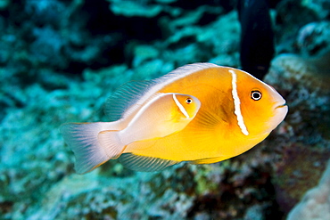 Hawaii, Bright orange anemone fish swimming with new baby near bright blue green coral reef.