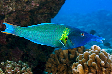 Hawaii, The bird wrasse (Gomphosus varius) is easily identified by it's long curved snout. This individual is a terminal male.