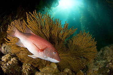 California, Catalina Island, A female sheephead (Semicossyphus pulcher) pictured in front of a gorgonian fan in a forest of giant kelp (Macrocystis pyrifera).