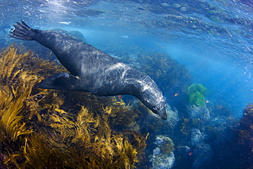 Mexico, Guadalupe Island, This young Guadalupe Fur Seal (Arctocephalus townsendi) is playful in the waves.