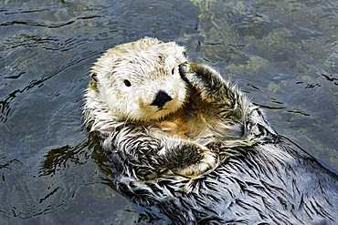 California, Monterey, California sea otter (Enhydra lutris).