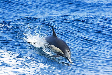 Mexico, This common dolphin (Delphinus delphis) was one in a school of over 1000 in the Pacific open water.