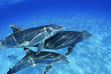 Bahamas, These Atlantic Bottlenose Dolphin (Tursiops truncatus) swimming together.