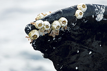 Hawaii, Acorn barnacles (Coronula diaderma) and goose neck barnacles (Conchorderma auritum) attached to a Humpback whale tail (Megaptera novaeangliae).