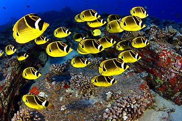 Hawaii, Schooling raccoon butterflyfish (Chaetodon lunula).