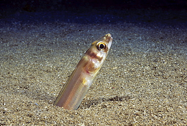 Hawaii, Large-eye conger eels (Ariosoma marginatum) are often refered to as White Eels.