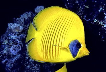 The Red Sea, The blue cheeked butterflyfish (Chaetodon semilarvatus) is also known as the masked or golden butterflyfish.