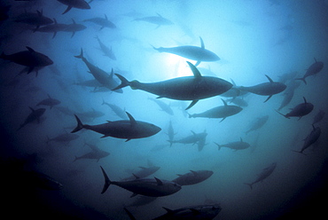 Australia, South Australia, Port Lincoln, Southern bluefin tuna (Thunnus maccoyii) circle in a holding pen.