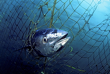 Australia, South Australia, Port Lincoln, A dead Southern bluefin tuna (Thunnus maccoyii) caught in a tuna pen.