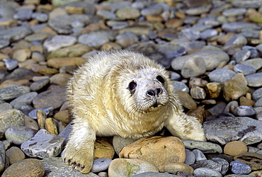 Scotland, The Orkney Islands, This gray seal (Halichoerus grypus) pup is tended by itÂ¬Â¶s mother on the beach until it molts.