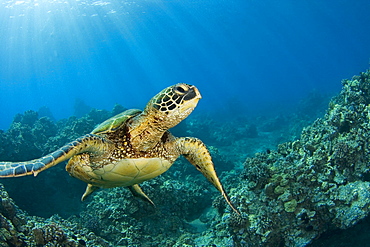 Hawaii, Green sea turtle (Chelonia mydas) an endangered species.