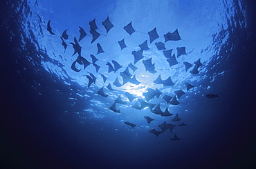 Galapagos Islands, This is but a small portion of a huge school of cownose rays (Rhinoptera steindachneri) that circled this dive site several times.